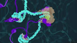 Centromeric Chromatin Transition at Mitotic Onset Curr Biol July 25 2019 Vol 29 Issue 16 [upl. by Aikkin398]