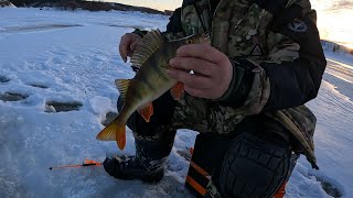 ВОДЫ ПО КОЛЕНО  РЫБАЛКА В ФЕВРАЛЕ НА ЖЕРЛИЦЫ  ice fishing [upl. by Baruch613]