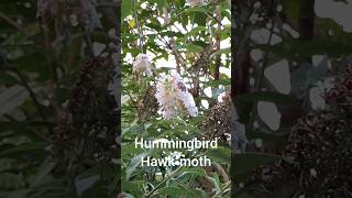 Hummingbird Hawkmoth feeding on the White Buddleia A fantastic natural display [upl. by Huan]