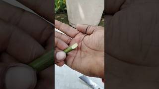 Gulab Ki Cutting Kaise Lagaen  How To Grow Rose Cutting  shorts viralshots ytshorts rose [upl. by Farica]