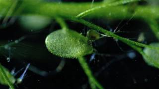 Carnivorous Bladderwort Fastest Plant in the World [upl. by Marou]