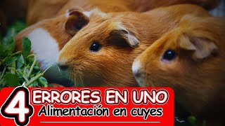 Malas PRÁCTICAS en la ALIMENTACIÓN de CUYES – Errores FATALES [upl. by Ayanahs]