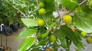 frutíferas produzindo em vaso araçá roxo dovialis doce Guabiju araticum do brejo araçá Moranguinho [upl. by Tlihcox]