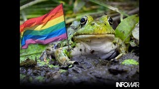 Gay Frogs Alex Jones REMIX 1 hour [upl. by Trimble]