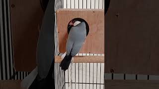 Birds Nesting  breeding box javafinch birds cute trending birdsnest lovebirds youtube java [upl. by Nnasor909]