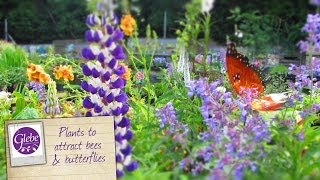 How to attract bees amp butterflies to your garden [upl. by Egdirdle466]