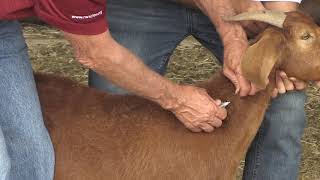 Bruce Carpenter  Sheep amp Goat  Injection Site [upl. by Sudoeht]