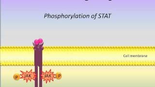 JAK STAT Signaling Pathway [upl. by Idok]