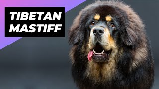 Tibetan Mastiff 🐶 The Fluffiest Giant Dog Breed shorts [upl. by Afrikah]