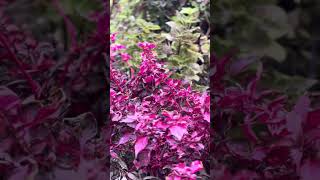 Wollongong botanical gardens insta360x3 suscribe like enjoyeverymoment [upl. by Yeca374]