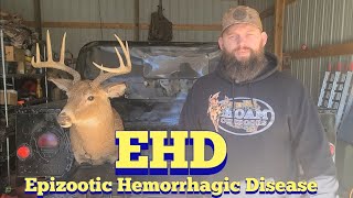 EHD Epizootic Hemorrhagic Disease  KOAM Outdoors Strategies [upl. by Ahsya]