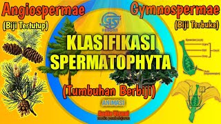 Angiospermae dan Gymnospermae Perbedaan  Materi Lanjutan Biologi Klasifikasi Spermatophyta [upl. by Eerb354]