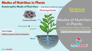 Nutrition in Plants Class 7 Science  Modes of Nutrition in Plants  Autotrophic and Heterotrophic [upl. by Theta]