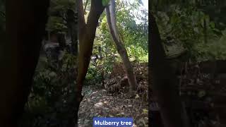 Mulberry tree mulberry shortvideo mulberrytree indianhybridmulberry [upl. by Arracot]