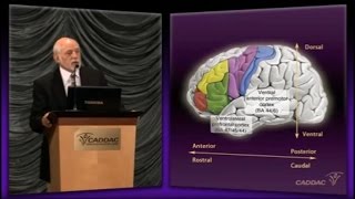 The Neuroanatomy of ADHD and thus how to treat ADHD  CADDAC  Dr Russel Barkley part 1c [upl. by Hugues]