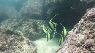 Moorish Idol Dance [upl. by Damalas]