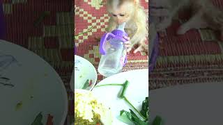 Baby Leo Monkey join lunch with his family MP4 Part0 [upl. by Longawa]