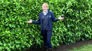 How to plant an instant hedge [upl. by Ahsa]