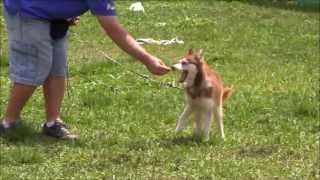 DOG TRAINING TIP How to Train an antisocial dog using dog psychology [upl. by Eirret118]