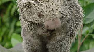 Prehensiletailed Porcupine  San Diego Zoo Wildlife Explorers Basecamp [upl. by Deacon]