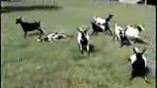 Fainting Goats [upl. by Treat]