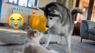 BIG Husky Teaches Over Excited Puppy How To Play Nicely🥹💙 CUTEST VIDEO EVER [upl. by Kaitlyn375]