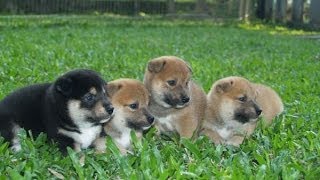 The Best Of Shiba Inu Puppies [upl. by Kazimir150]