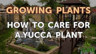 How to Care for a Yucca Plant [upl. by Jeanna]