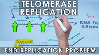 Telomerase Replication in Eukaryotes  End Replication [upl. by Isaacs318]