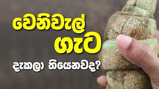 ගොඩක් අය හරියට දැකලා නැති වෙනිවැල්ගැට  Calumba wood  RuusoOfficial [upl. by Ayerf]