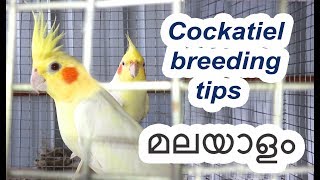 Cockatiel breeding tips in Malayalam  മലയാളം [upl. by Annaeirb339]