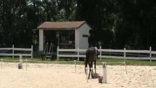 Standardbred doing dressage [upl. by Whitelaw]