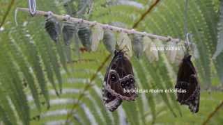 Eclosão das Borboletas Azul Morpho peleides HD [upl. by Anelam920]