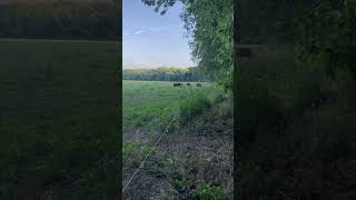 Made it and it’s a peaceful evening in the bottom meadow peace rotationalgrazing cow [upl. by Bernj]