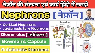 Nephrology  Physiology Reabsorption and Secretion [upl. by Sessler]