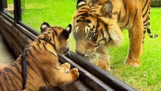 Un bébé tigre rencontre un tigre adulte pour la 1ère fois  ZAPPING SAUVAGE [upl. by Aelanna]