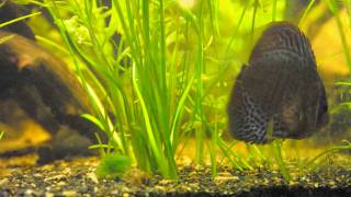 Archerfish Discus Angelfish Aquarium [upl. by Capp266]