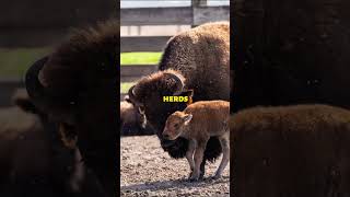 Top 3 Bison Facts species viral shorts interestingfacts Bison [upl. by Kimmie]