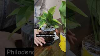 Plants from Ugaoo online  Money plant  Broken heart Fittonia shorts ugaoo plants [upl. by Ahseikram]