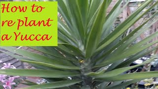 How to save your yucca plant from dying Brownleaves Rootbound [upl. by Aniloj]