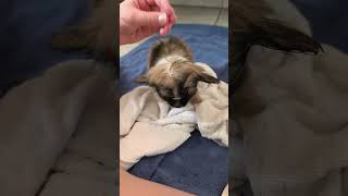 Chiot chihuahua 2 mois séchage youtubeshorts puppy elevage [upl. by Danaher]