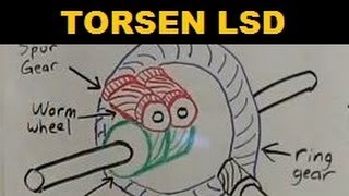 Torsen Limited Slip Differential  Explained [upl. by Warrin]