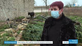 Charente Maritime  une association collecte les sapins de Noël pour nourrir des animaux en détresse [upl. by Taam]