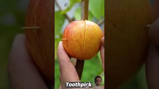 How to make guava graftingHow to grow guava treepropagationguavatree airlayeringshorts [upl. by Ahsiam]