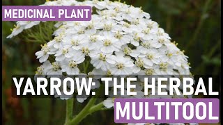 Yarrow Plant Benefits Uses and How to Grow Yarrow for Natural Remedies [upl. by Koosis]