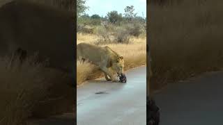 A Wild Dog Pup’s Unfortunate Encounter with Lions [upl. by Minsk]