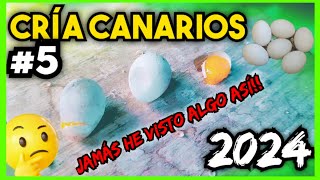 5 CRÍA CANARIOS 2024  Toda mi VIDA pensé que era IMPOSIBLE [upl. by Tallou519]