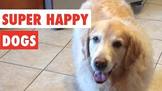 Super Happy Dogs  Funny Dog Video Compilation 2017 [upl. by Felicle634]