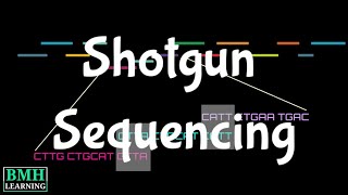 Shotgun Sequencing  Heirarchial Shotgun Sequencing  Whole Genome Shotgun Sequencing [upl. by Accire816]