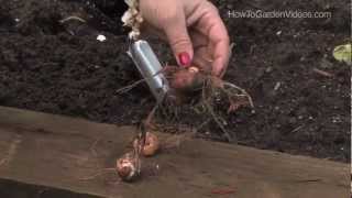 How to Plant Crocosmia Bulbs [upl. by Lightfoot]